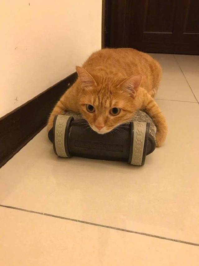 猫大便白色是什么原因?揭开宠物健康的秘密