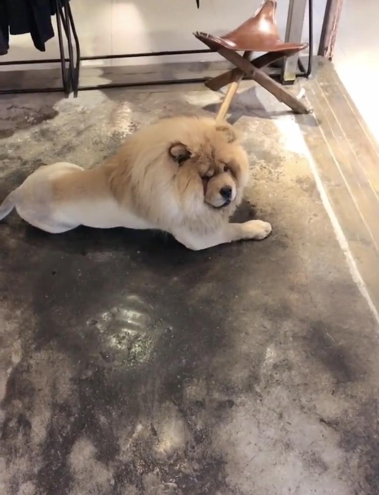 猫乱咬是什么原因?揭开猫咪咬人背后的秘密